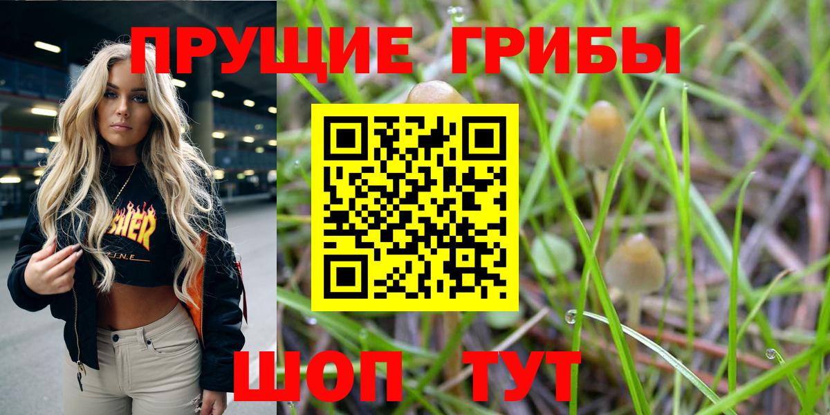 Псилоцибиновые грибы Psilocybe Ахтубинск